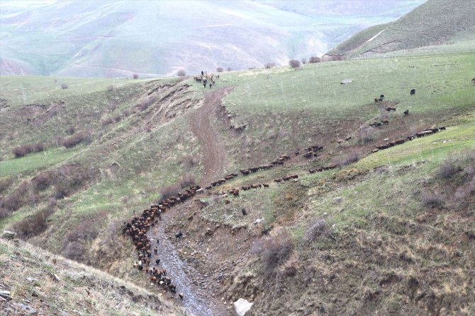 Ağrı'da 50 metre yükseklikten akan şelale doğa tutkunlarını ağırlıyor