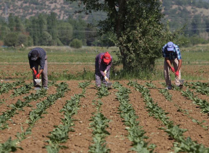 Konya Şeker'den üreticiye 165 milyon TL'lik avans ödemesi