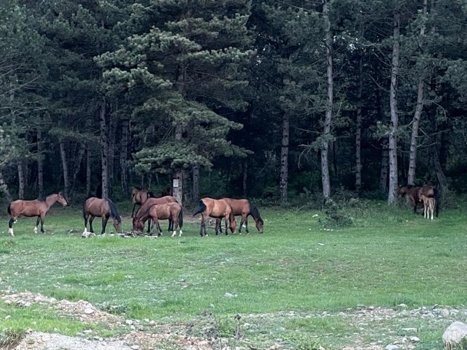 At Yaylası, yeşillenen otlaklarıyla yılkı atlarını ve hayvan sürülerini ağırlıyor