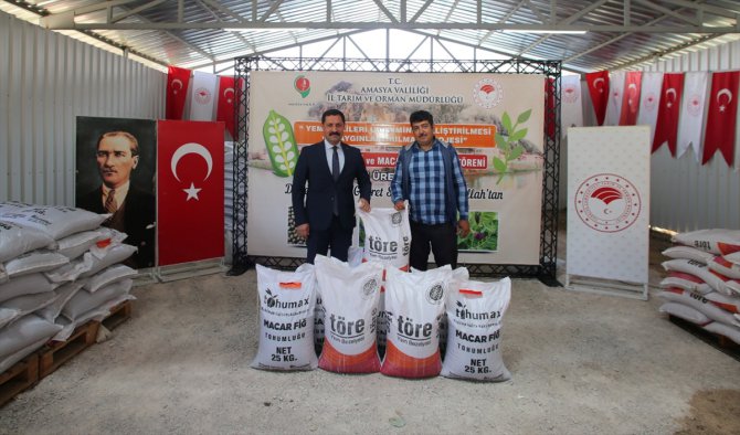 Amasya'da çiftçilere 60 ton Macar fiği ve yem bezelyesi tohumu dağıtıldı