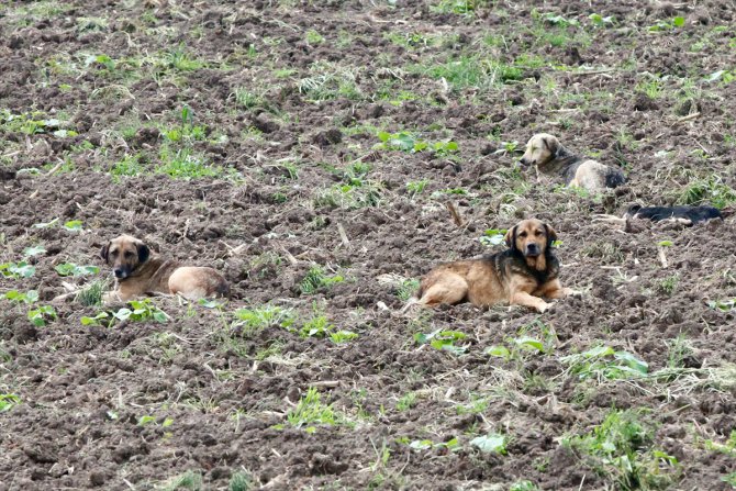 Bolu'da sahipsiz köpeklerin etki alanı çipli takip sistemiyle belirleniyor