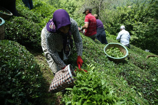 Ordulu fındık üreticileri imece usulü çay hasadına başladı