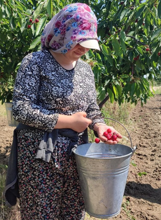 Avrupa'ya ihraç edilen "Edirne Çeribaşı" kirazının hasadı başladı