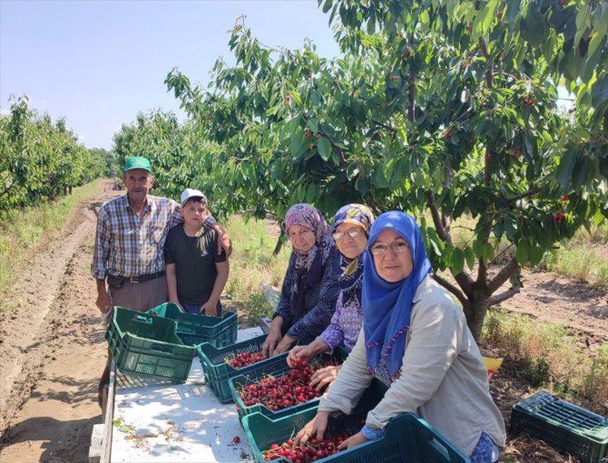 Avrupa'ya ihraç edilen "Edirne Çeribaşı" kirazının hasadı başladı