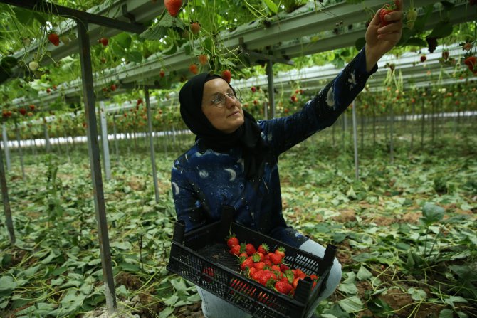 Devlet desteğiyle kurduğu serada çilek üreten kadın girişimci taleplere yetişemiyor