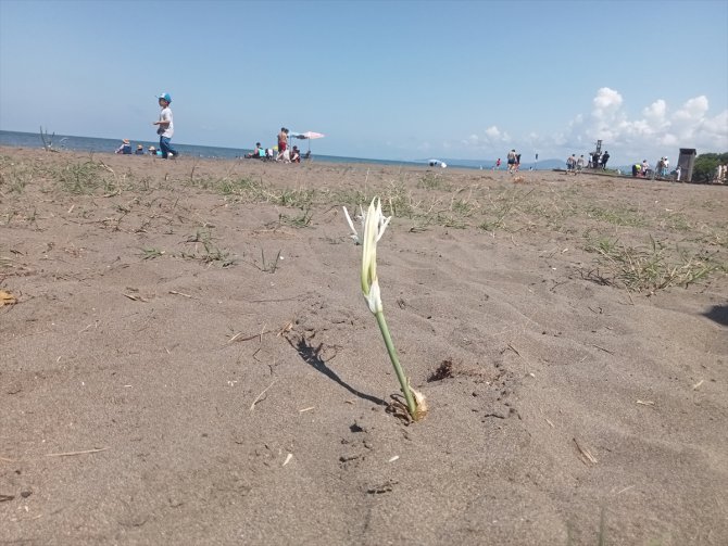 Samsun'da koruma altındaki kum zambakları çiçek açtı