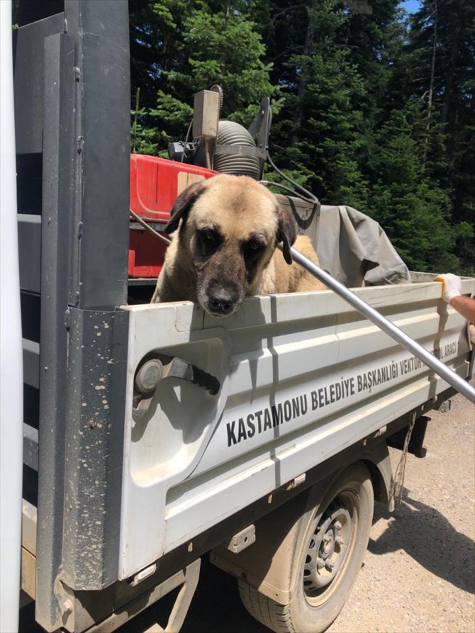 Kastamonu'da yaylada terk edilen sahipsiz köpekler korumaya alındı