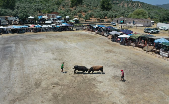 Aydın'da boğa güreşi festivali yapıldı