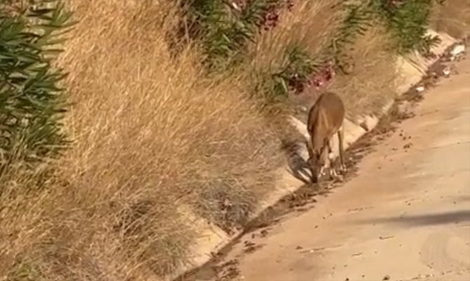 Kaş'ta yol kenarında 2 dağ keçisi görüntülendi